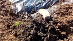 Слепыш на огороде