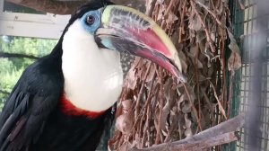 Parrots, попугайчики лебеди