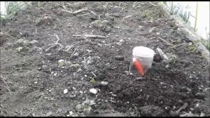 Крот на огороде: как вывести вредителя? / Ловили крота, поймали слепыша! #крот #слепыш #вредитель