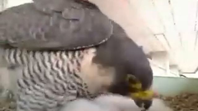 Rec#29.avi_http://www.birdcam.it/index.php?act=cam&cam=1 смотреть онлайн