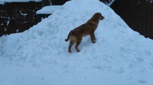 Tsarsky Royal Gift De Anrit -6 months ( owner from Netherland )