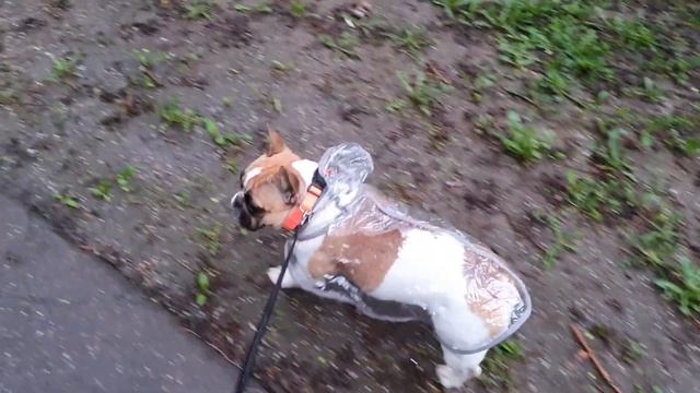 Французский бульдог Варя в новом дождевике: пись пись это проблема! смотреть онлайн