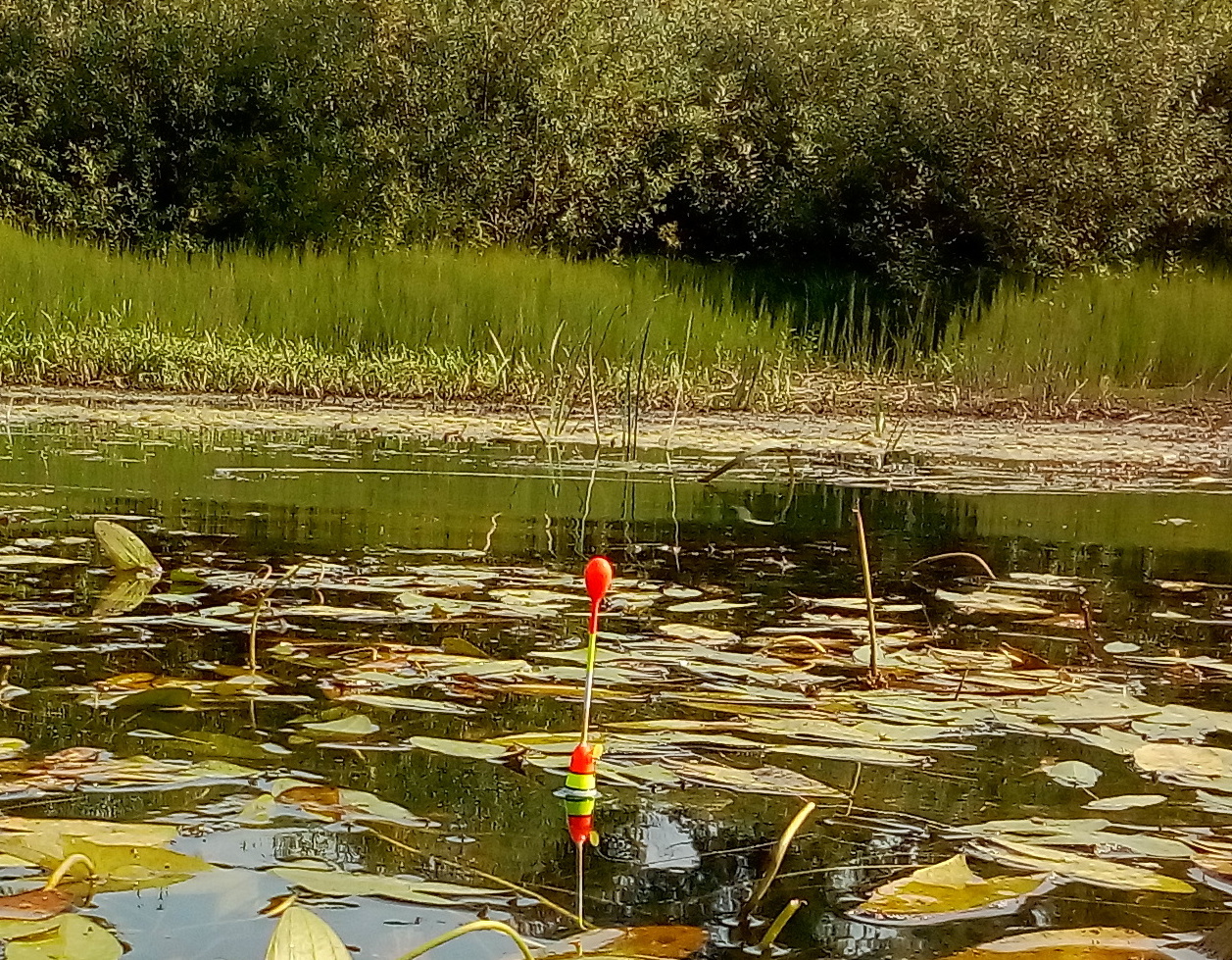 БЕШЕНЫЙ КЛЁВ КАРАСЯ ! Огромные караси на поплавок !! смотреть онлайн