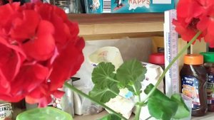 Самая высокая герань 123 см Рекорд Книги Гинесса / Guinness World Records Geranium