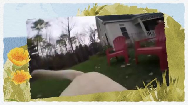 Жизнь Лабрадора в 2-х минутах смотреть онлайн