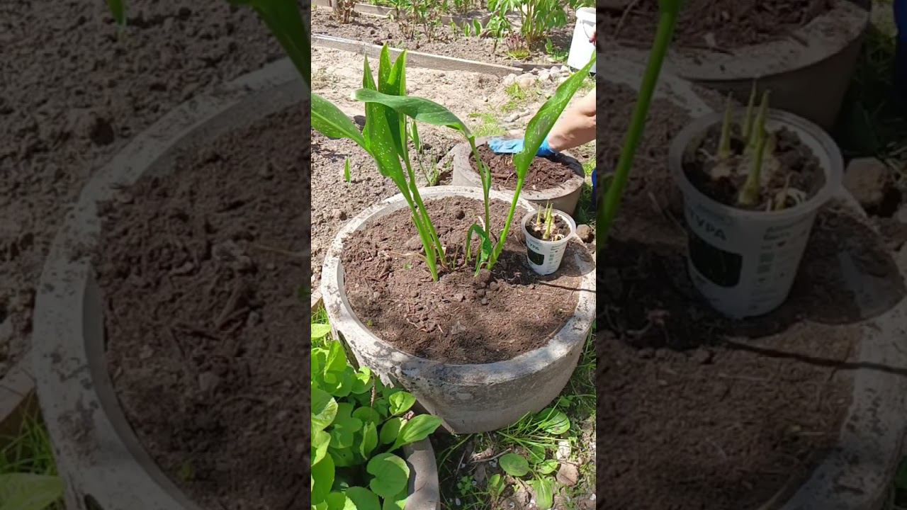 Вы сажаете каллу? #весна #garden