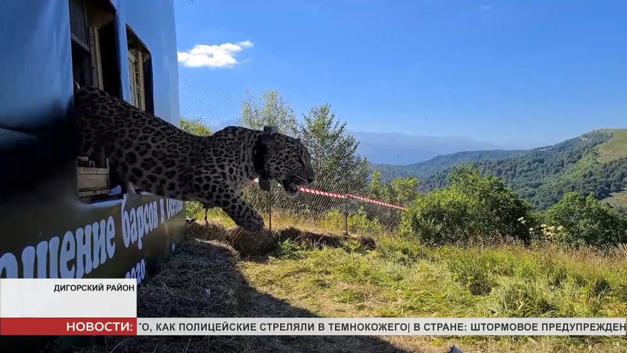 Переднеазиатский леопард Северная Осетия