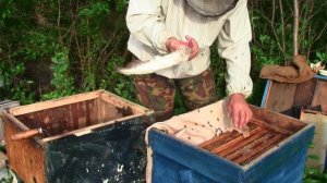 Как поймать рой пчел.Три роя за одну ночь.