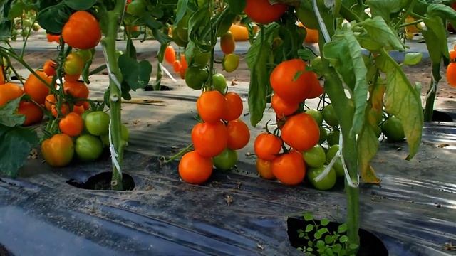Самые вкусные и сладкие необычные томаты.