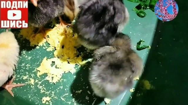 Куры и Цесарки.Можно ли держать вместе?