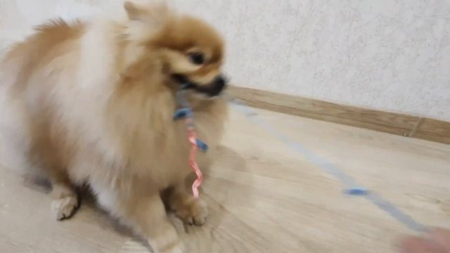 Шпиц очень любит свою старую вязочку!