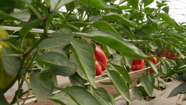 Перец Испанский Бык смотреть онлайн