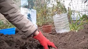 Посадка саженца ели в открытый грунт|| Посадка семян ели #посадкахвойных #посадкаели #ельпосадить