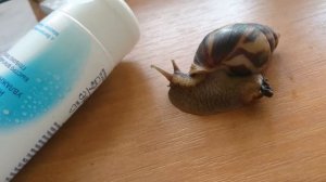 Тайная жизнь домашних животных 2