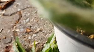 희귀 식물 바이올렛 프리티터틀 | Streptocarpus Pretty Turtle