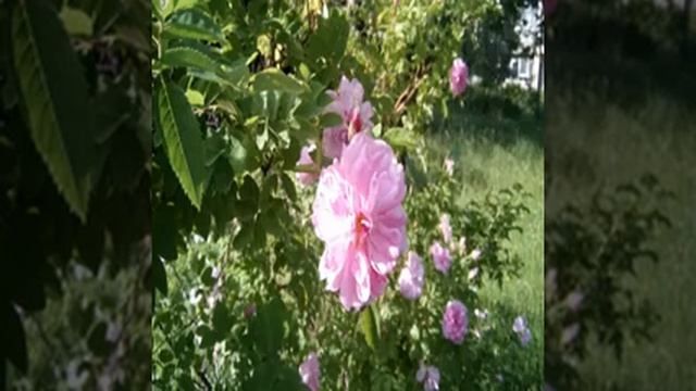 О ГОСПОДЬ В МОЛИТВЕ смотреть онлайн