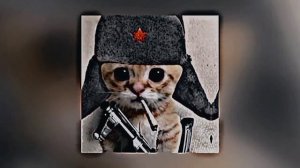 Почему котикам компьютеры не нравится (slowed)