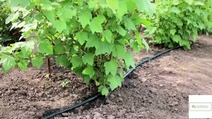 Система капельного полива "Фермер"