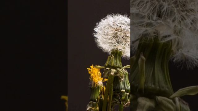 Начните изменения в своей жизни с себя #жизнь #энергия #психология #shorts смотреть онлайн