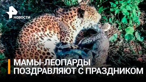 Центр восстановления леопарда на Кавказе поздравляет с Днем матери / РЕН Новости