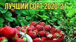 Самый лучший сорт ремонтантной клубники, самый сладкий, самый ароматный самый урожайный. РЕКОМЕНДУЮ