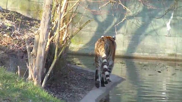 Silverback Gorilla and Family-Chimpanzees-Red Panda climbing-Siamang-Silver Gibbon-Lemur-Tiger смотреть онлайн