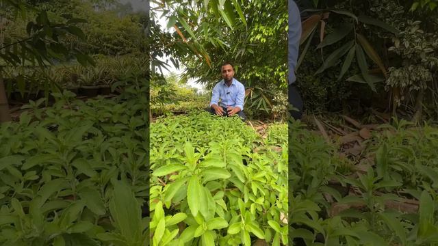 Stevia farming #steviafarming