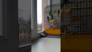 Фруктовая палочка для волнистых попугаев