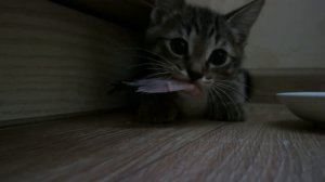 Маленькиё жадный котенок стащил рыбу и шипит(