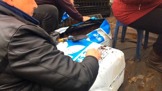 Выращивание арбузов и.т.д. Запустили первую теплицу ,посев.