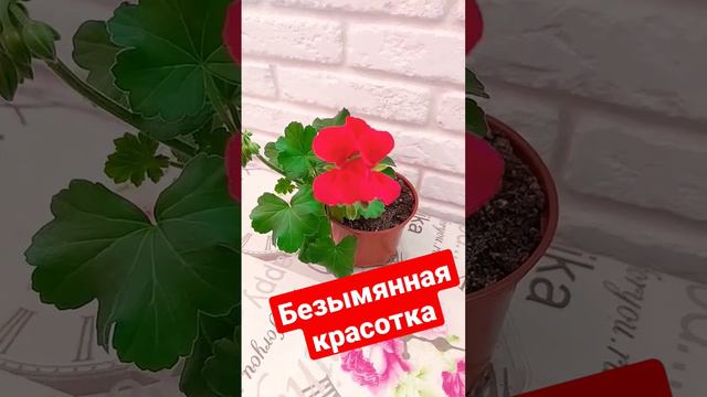 Очень хочется узнать название)у кого какие идеи?