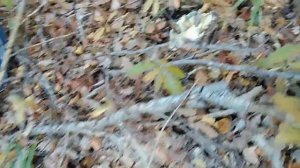 #Противоопухолевый #гриб #ежовик #желтый #Hydnum #repandum. #Лекарственные #свойства