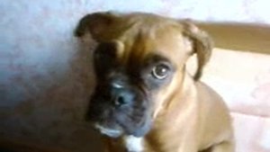 Поющая собака-Боксёр