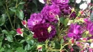 Розы американской селекции в саду: обзор 6 сортов американских роз, сезон 2022