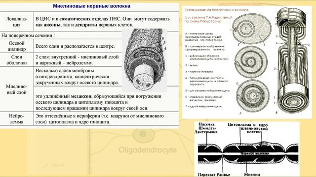 #Нервная ткань смотреть онлайн