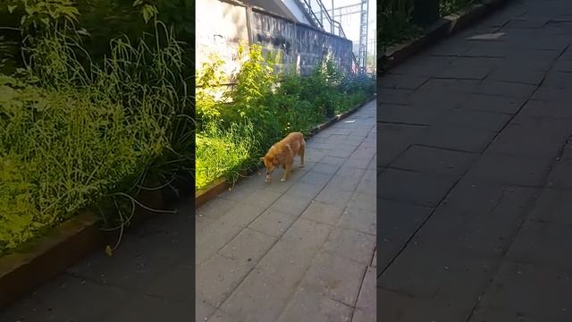 Кишки на корм собакам. смотреть онлайн