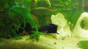 РЫБКА ПЕТУШОК - СОВМЕСТИМОСТЬ, УХОД и СОДЕРЖАНИЕ С РЫБАМИ В АКВАРИУМЕ / ПИТОМНИК МАРИ МИСТИК