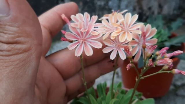 Cuidados de la Lewisia cotyledon / Levisia смотреть онлайн