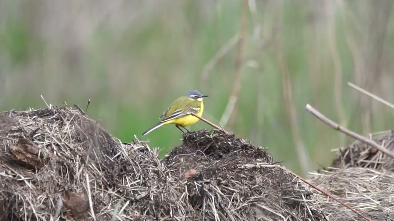 Жёлтая трясогузка | Yellow wagtail