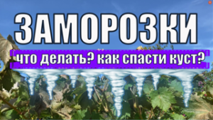 Раннеосенние заморозки на моем винограднике. Виноград осенью.