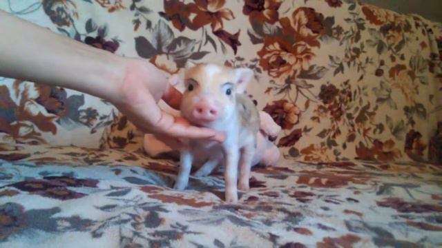 Жасмина🐽Минипиги, минипиг, микропиги, микропиг, minipig, micropig, свинки, питомник, Рязань