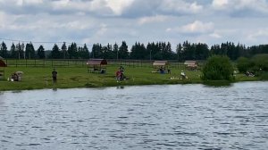 Ловля карпа, форели и осетра на нашем водоеме