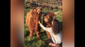 смешные кошечки, собачки 46