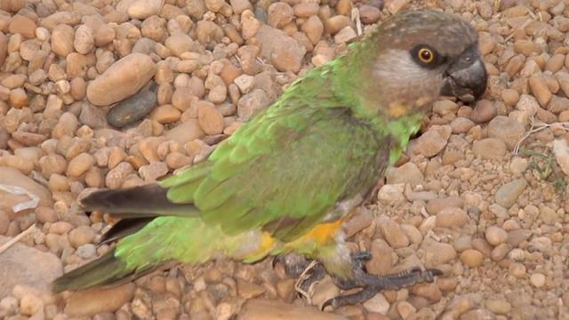 Африканизмы смотреть онлайн