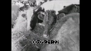 1982г. деревня Кудеснеры. Колхоз имени Мичурина. Урмары. Чувашия