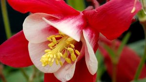 Выращивание АКВИЛЕГИИ, а также ВСЁ о Посадке и Уходе