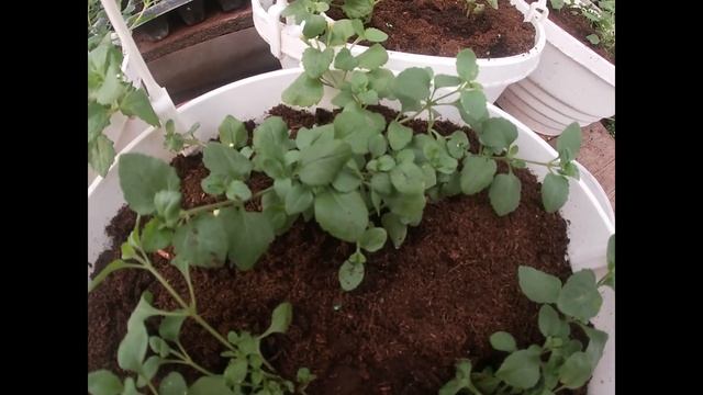 Посадка бакопы в подвесные горшки