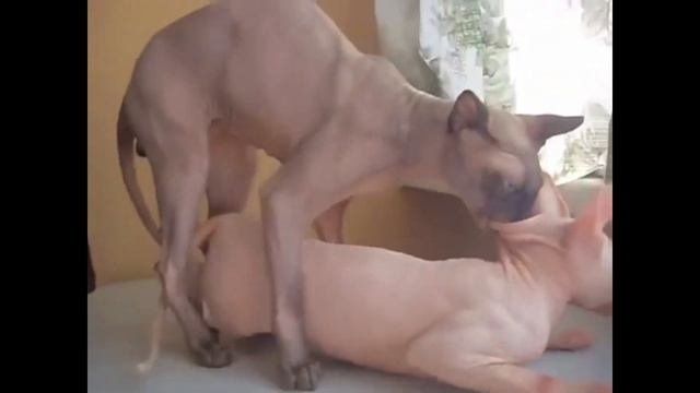 КОТЫ ЗАЖИГАЮТ!!!!!!! КОШАЧЬИ СТРАСТИ!!!!!!!!!!!!!!!!