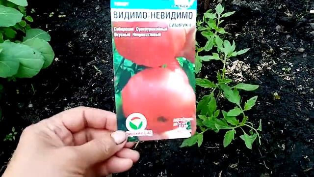 Рассада Помидор "ВИДИМО НЕВИДИМО" Посеянная прямо в ТЕПЛИЦУ. Как ВЫГЛЯДИТ. 21 мая 2021г. смотреть онлайн