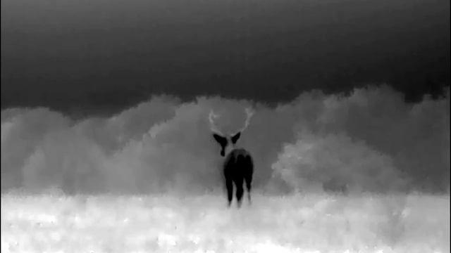 vision termica pulsar axion xm30s смотреть онлайн